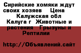 Сирийские хомяки ждут своих хозяев  › Цена ­ 50 - Калужская обл., Калуга г. Животные и растения » Грызуны и Рептилии   
